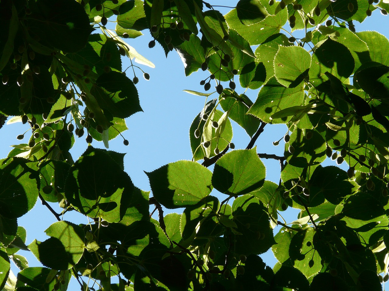 seeds linde tree free photo