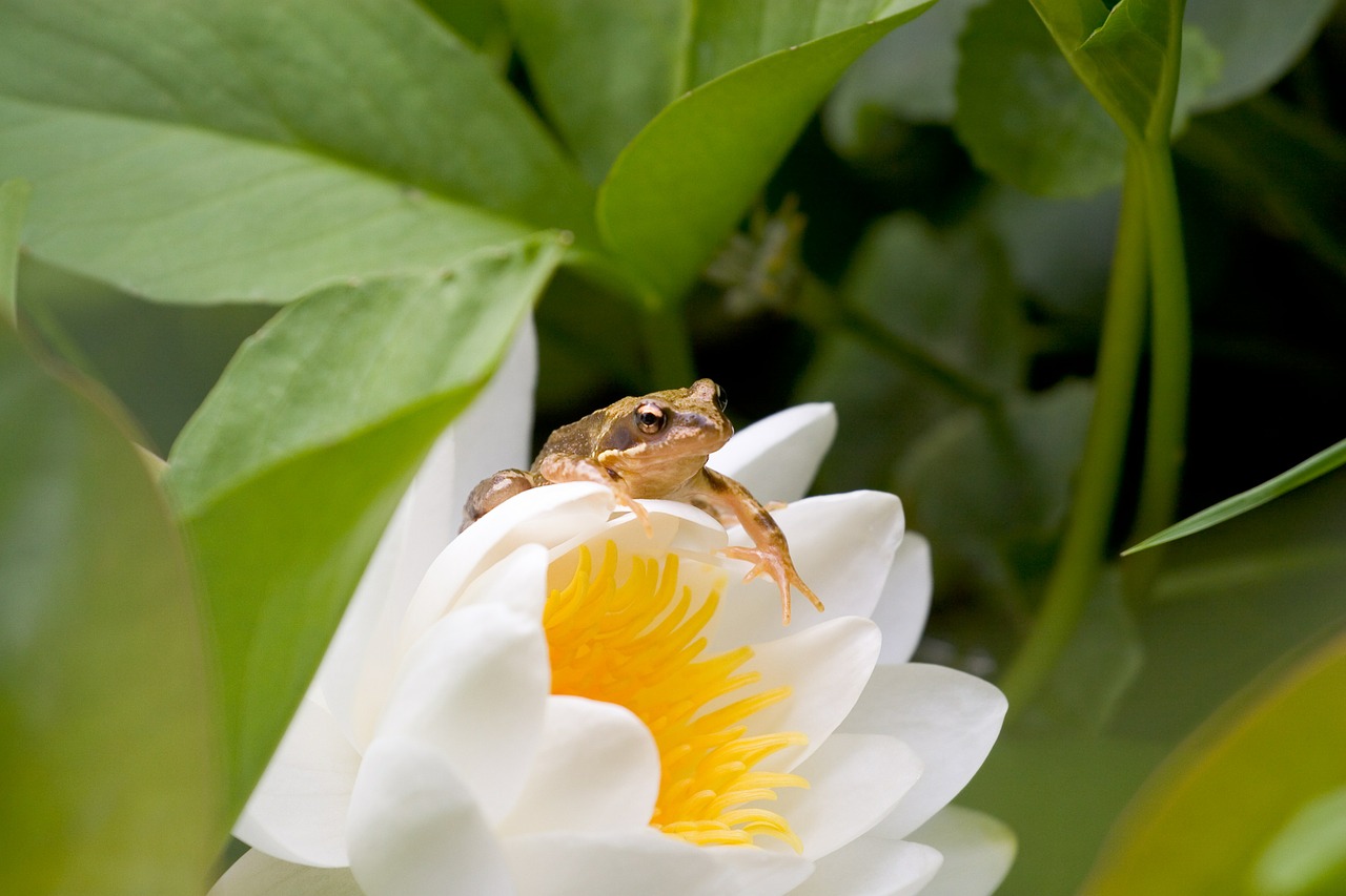 seeds water lily natural free photo