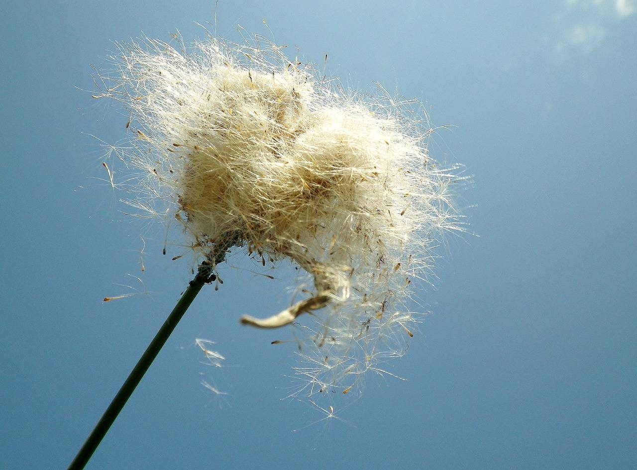 seeds wind sky free photo