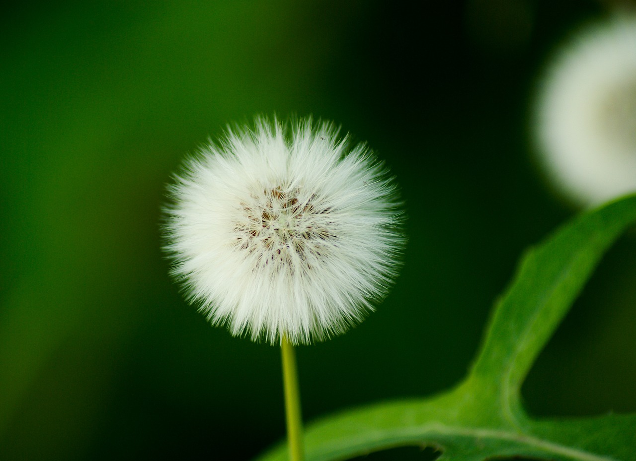 seeds dandelion flower free photo