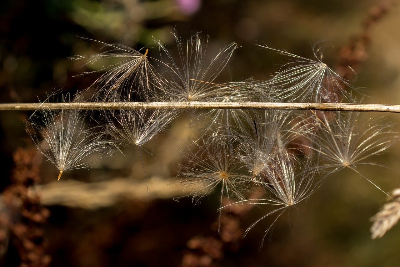 seeds flying seeds caught free photo