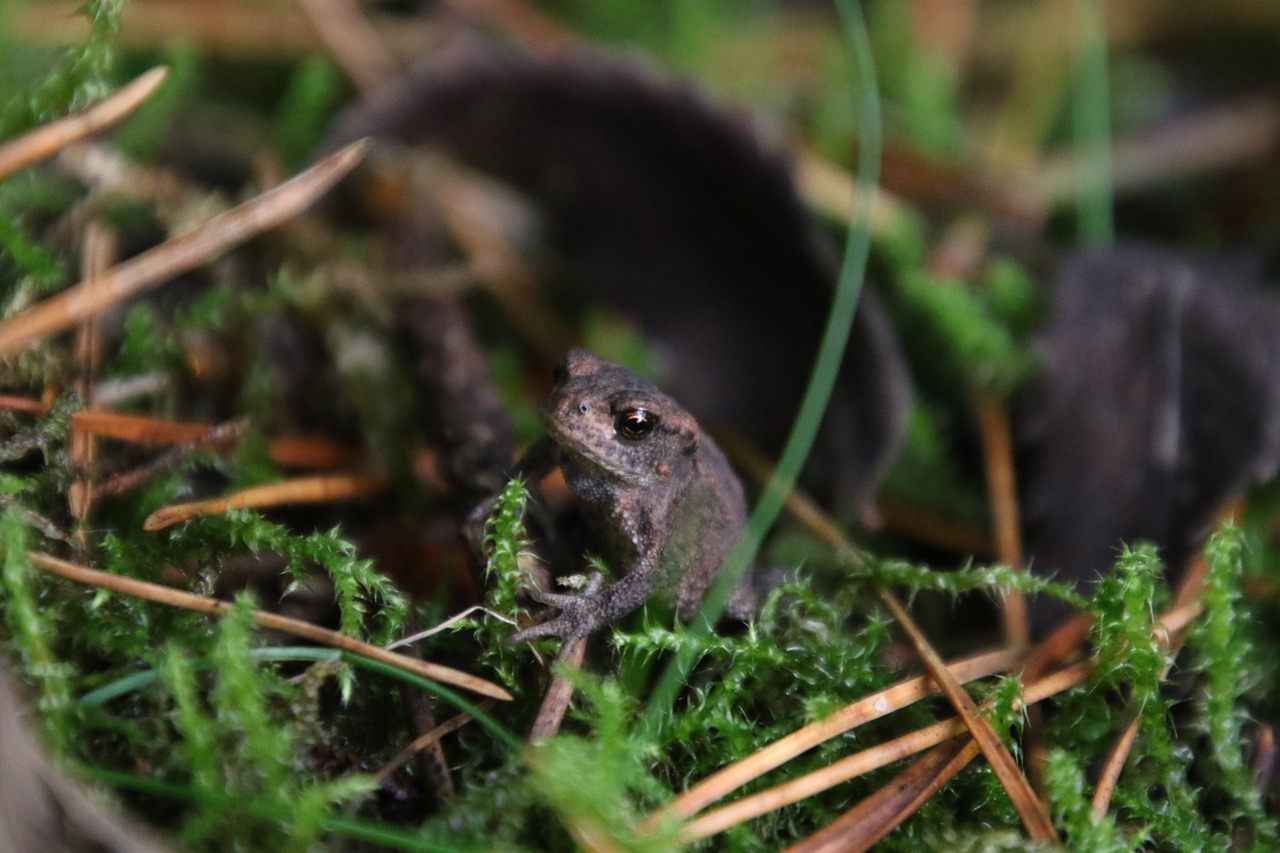 seeds toad natural free photo