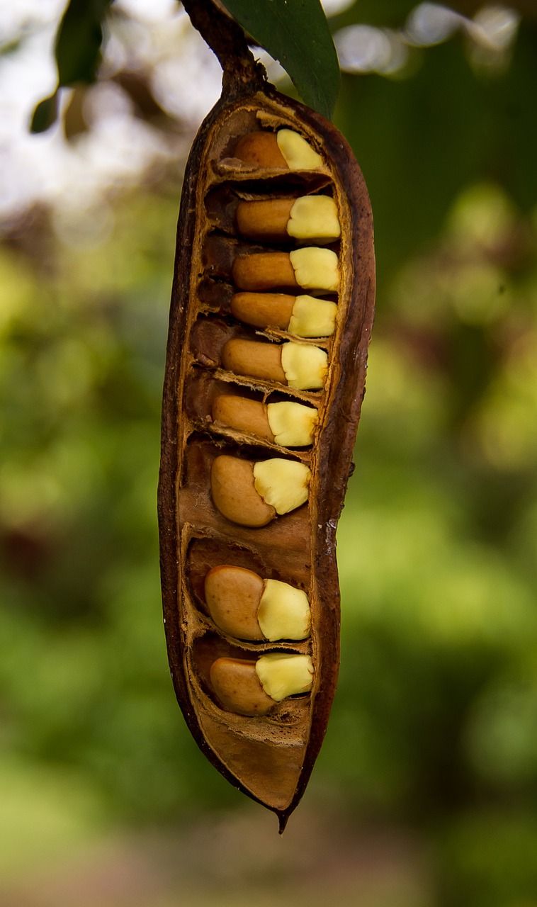 seeds seed pod pod free photo