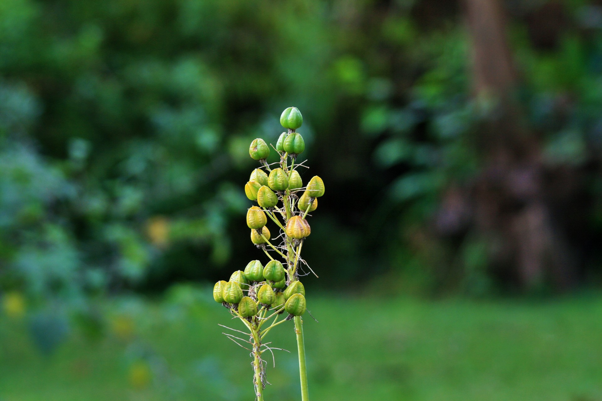 seeds green turning brown free photo