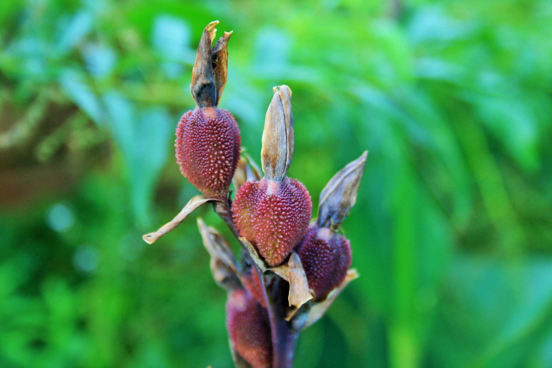 canna seeds red-brown free photo