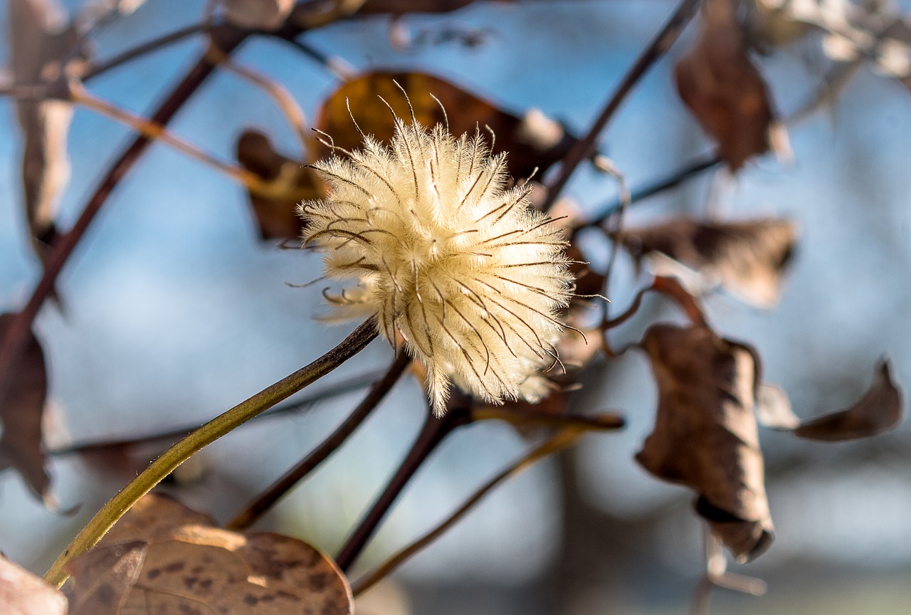 seeds was  clematis  white free photo