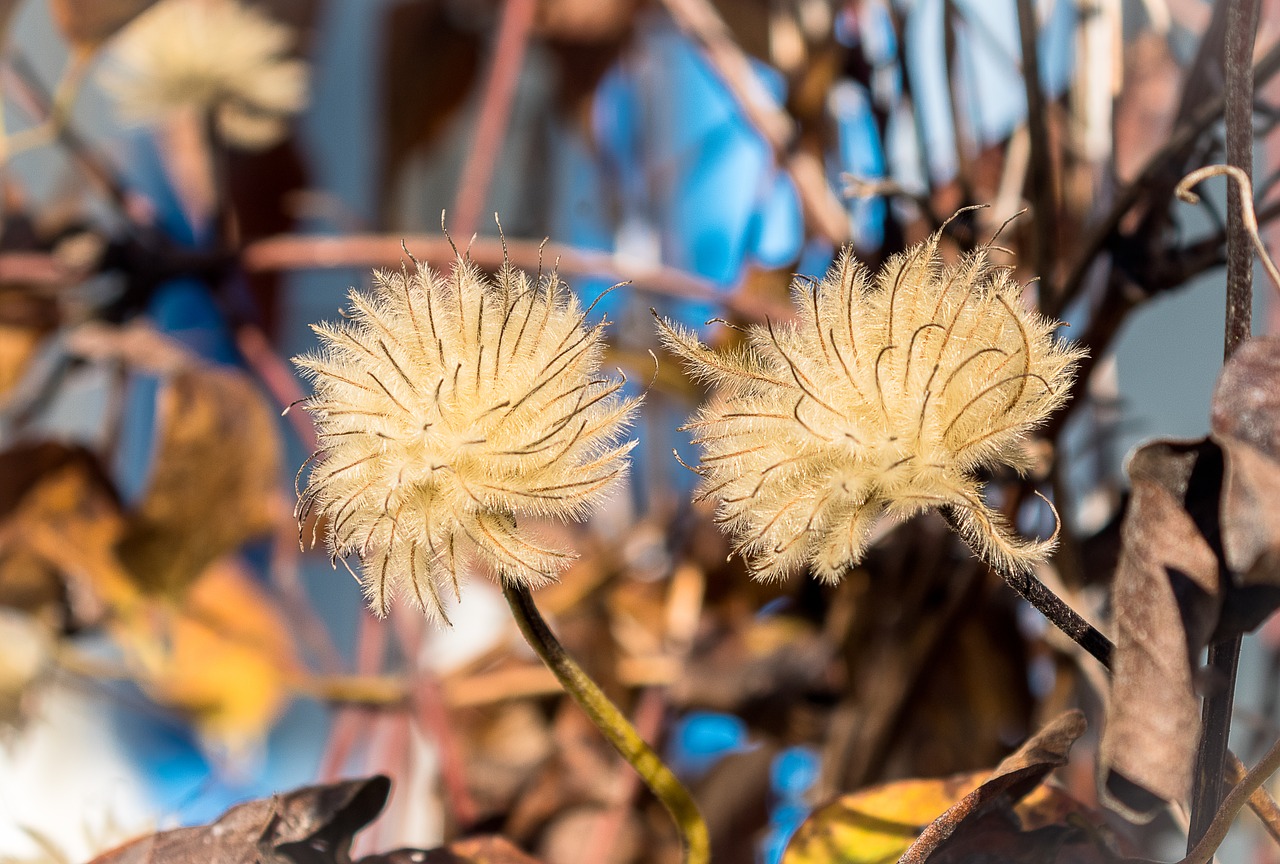 seeds was  clematis  white free photo