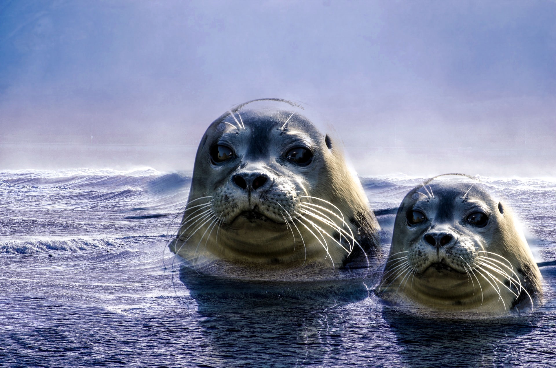 seal gray animal free photo