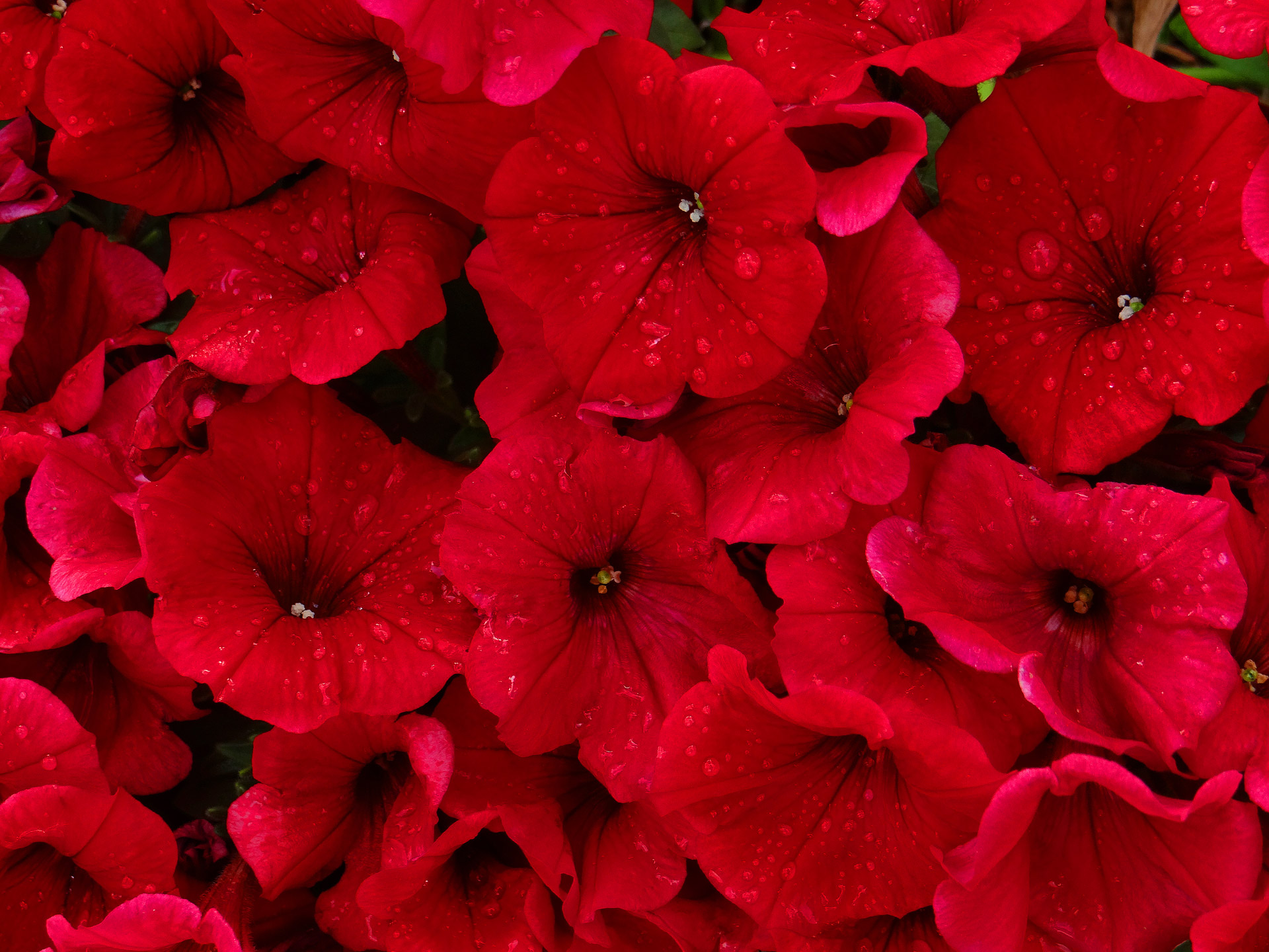 red petunias rain free photo