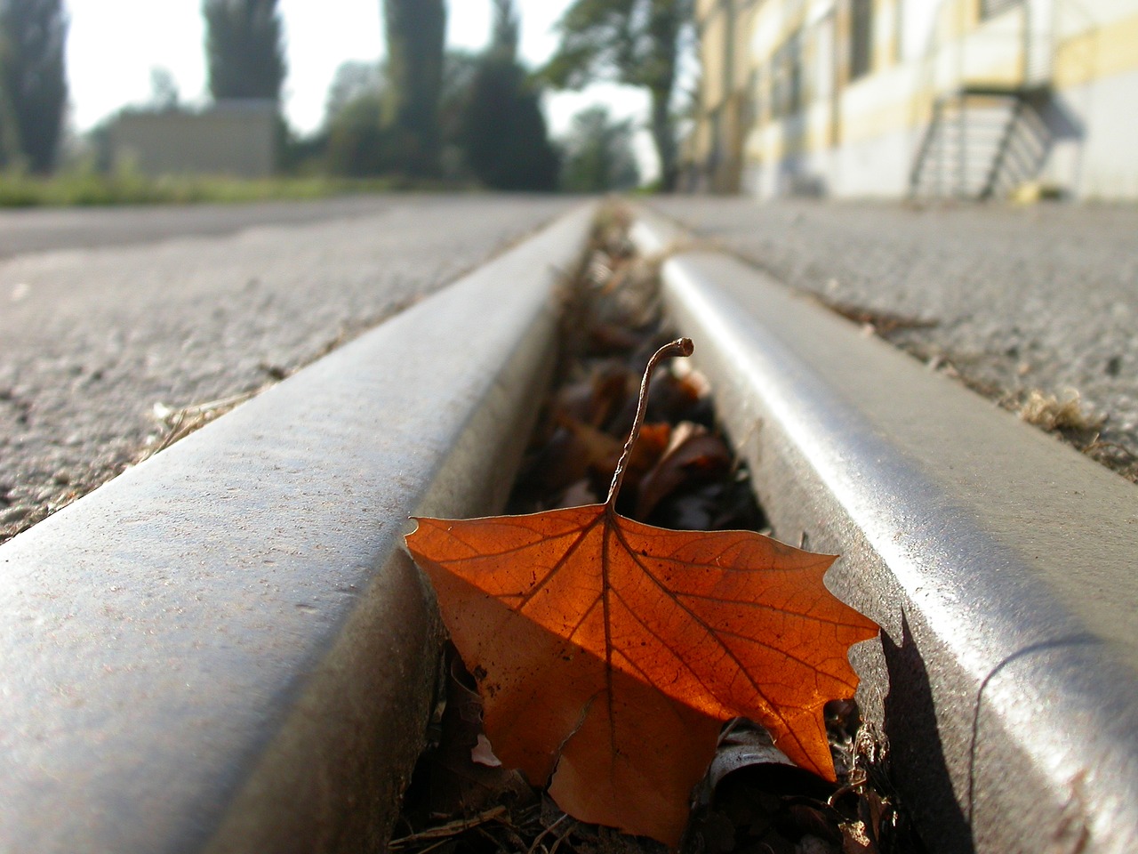 seemed leaf leave free photo