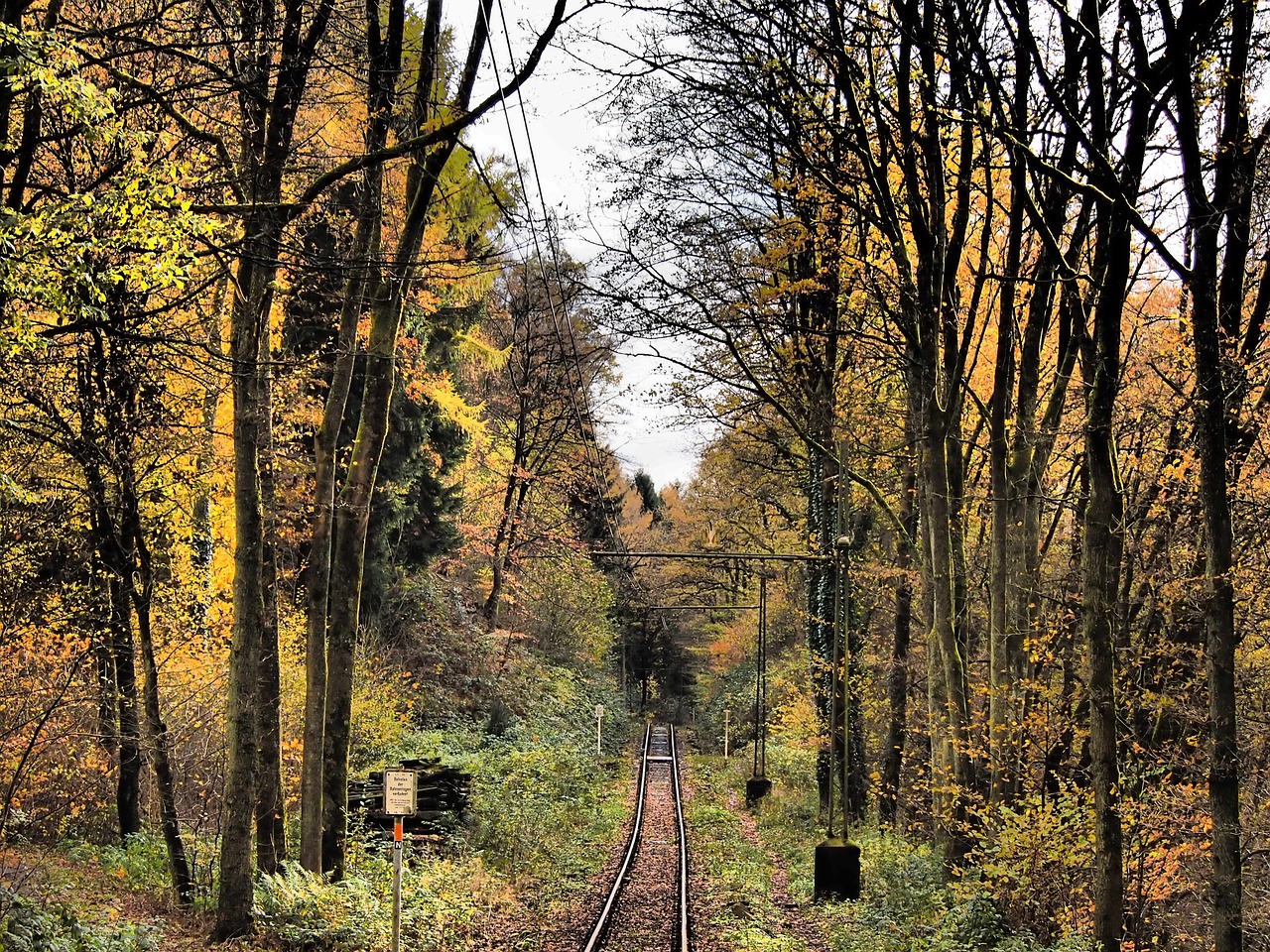 seemed forest autumn free photo