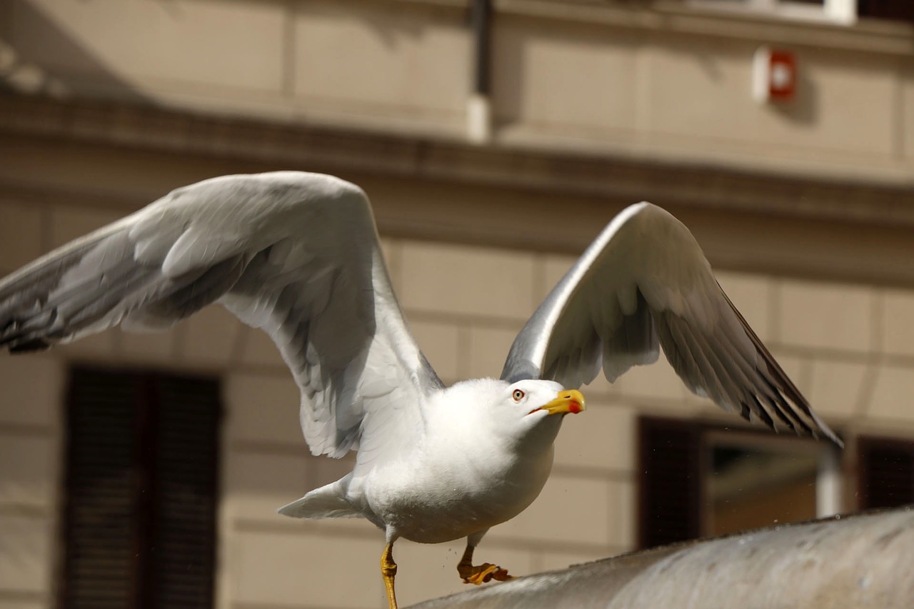seemoeve gull bird free photo