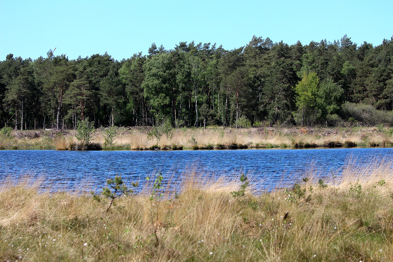 seemoor  moor  nature free photo