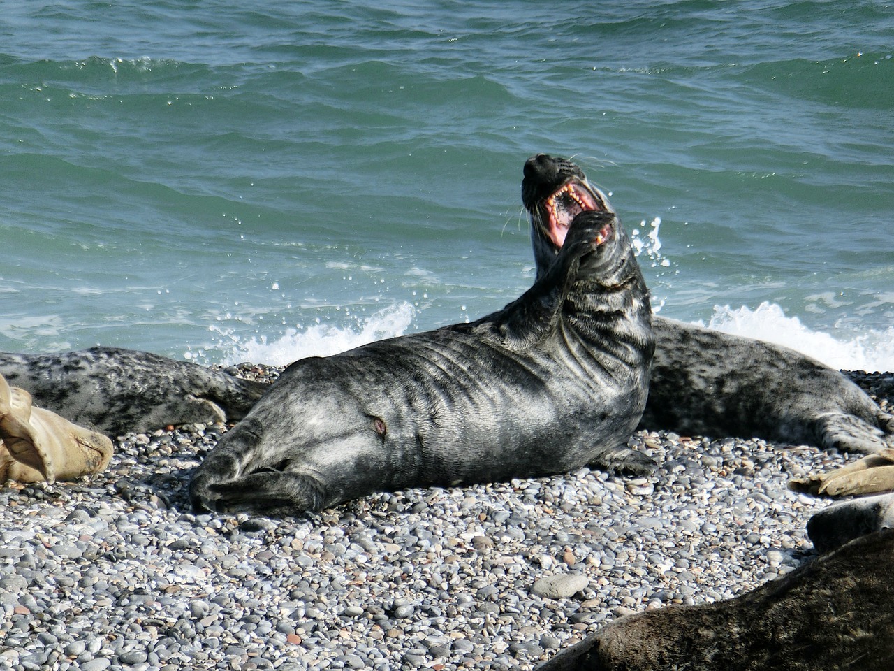 seerobbe sea seal free photo