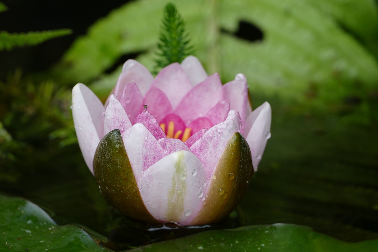 seerosenblüte pink pond plant free photo