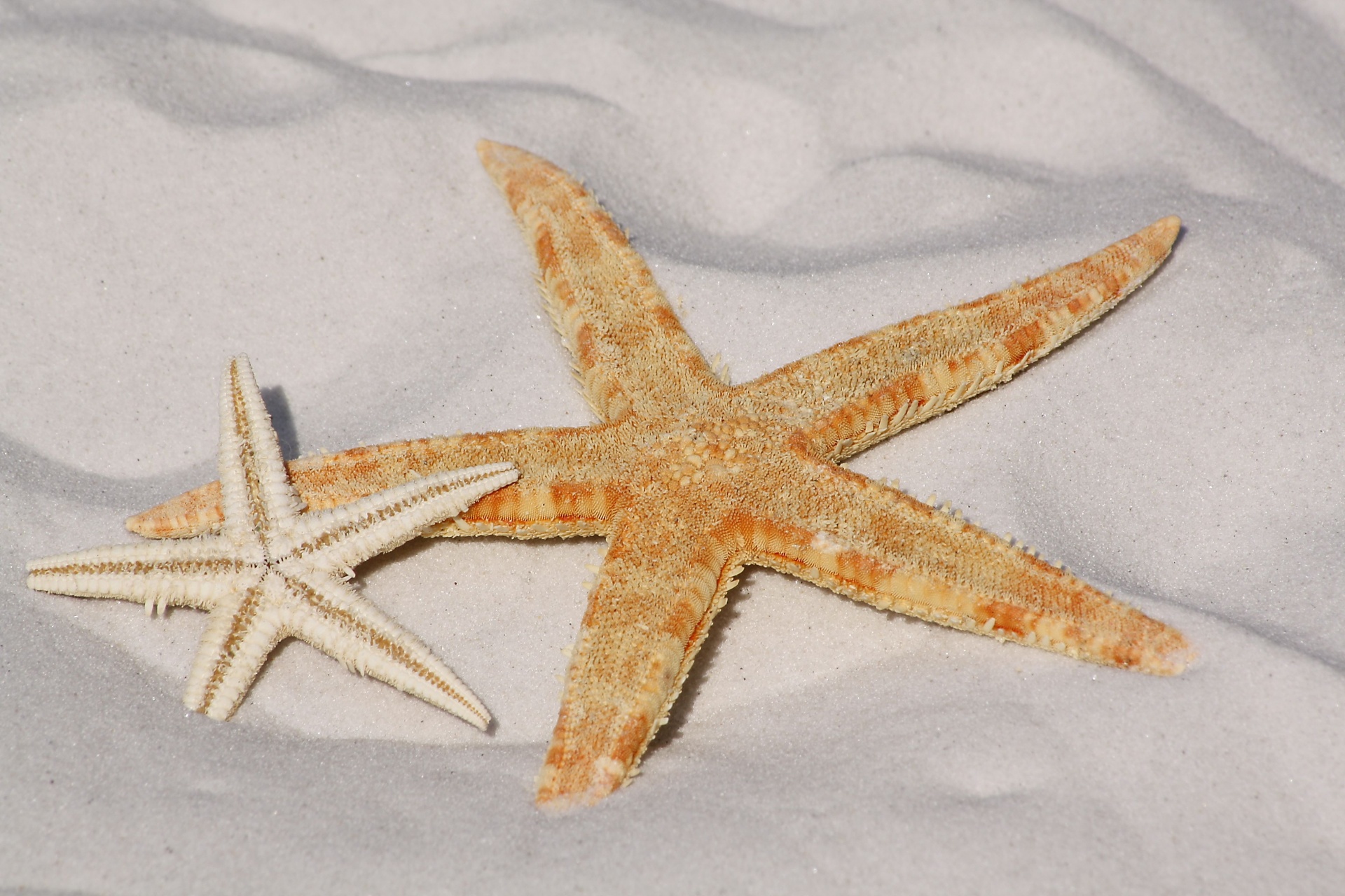 starfish sea beach free photo