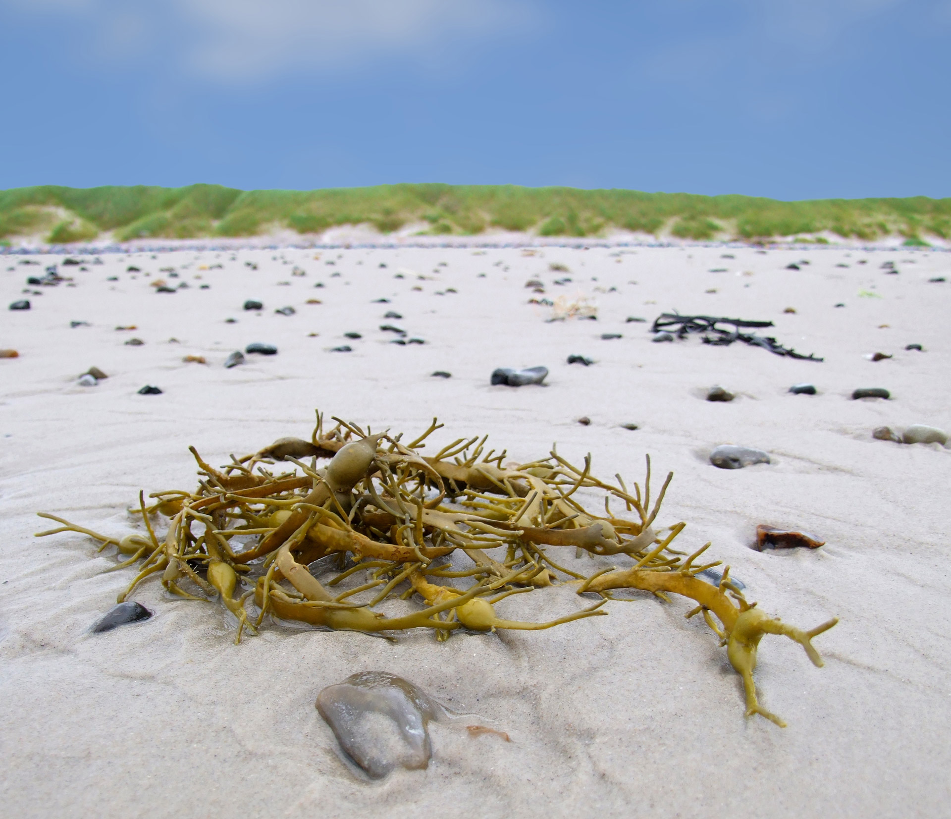 seaweed algae water free photo