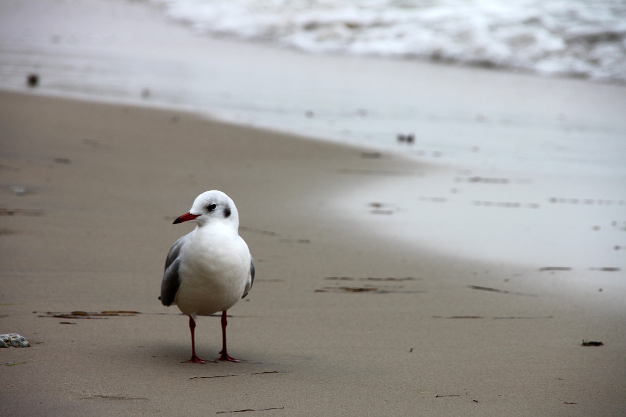 seevogel sea seagull free photo