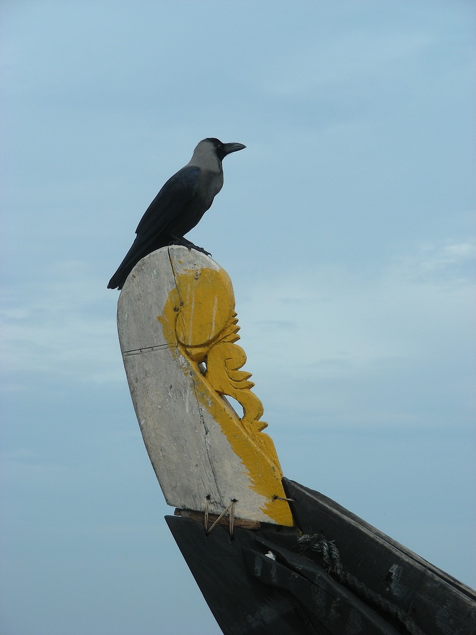 seevogel fishing boat india free photo