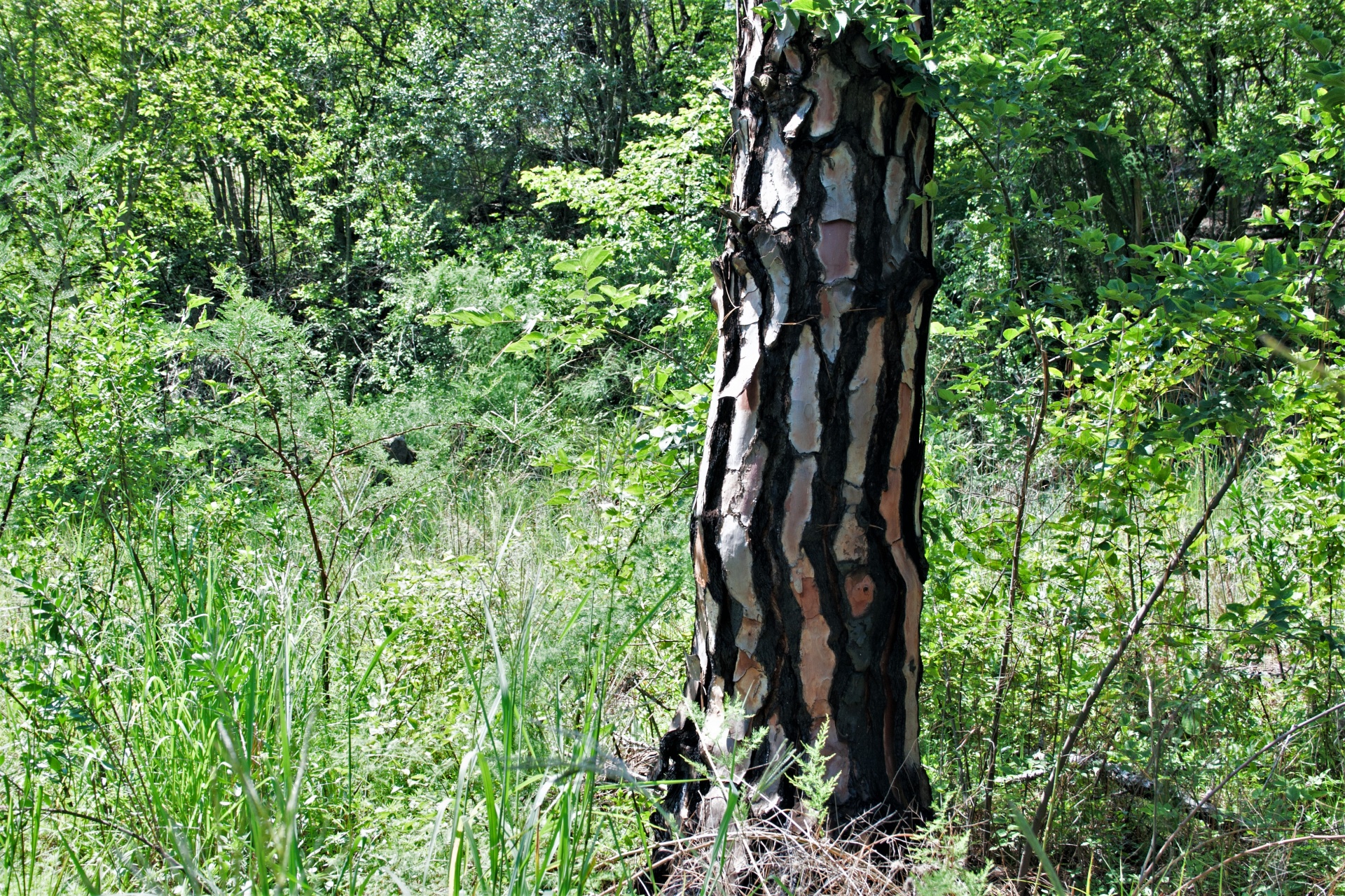 tree trunk pine free photo