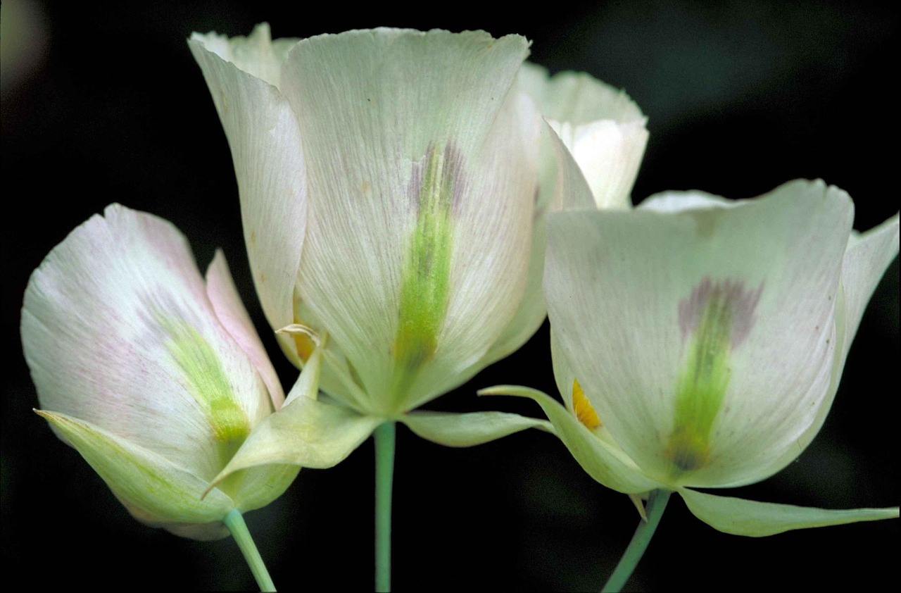 sego lily flower bloom free photo