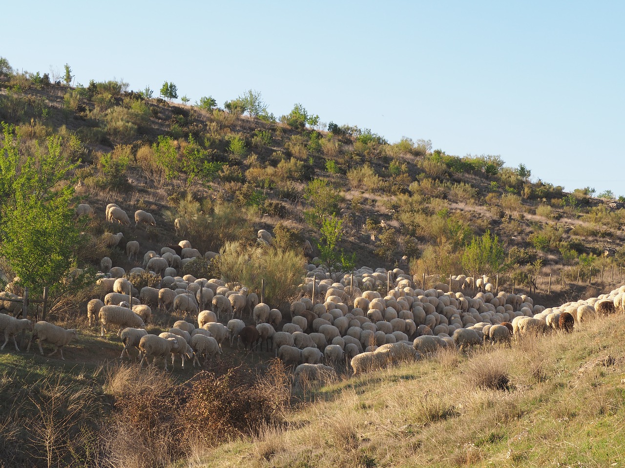 segovia sheep field free photo