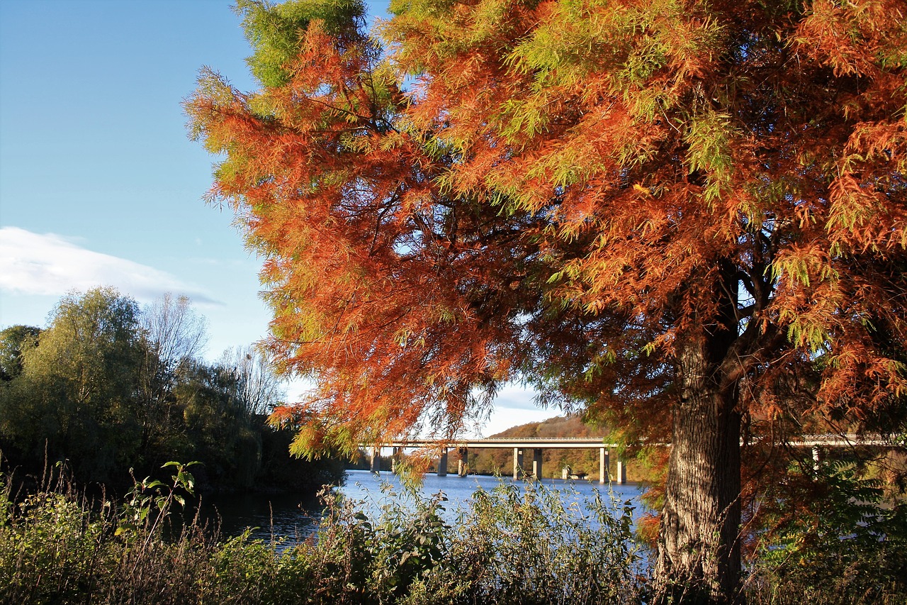 seilersee  autumn mood  tree free photo