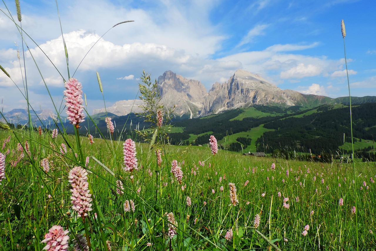 seiser alm plattkofel sassolungo group free photo