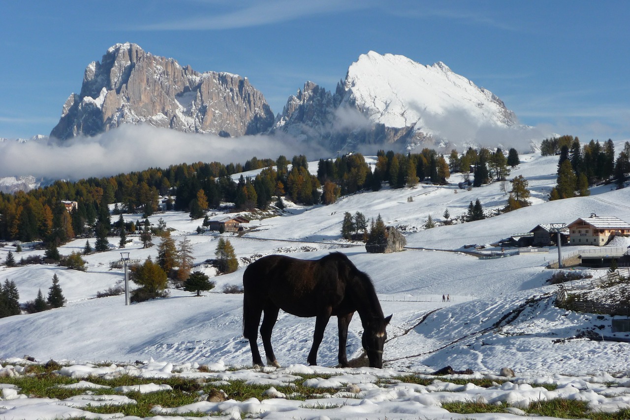 seiser alm sassolungo horses free photo