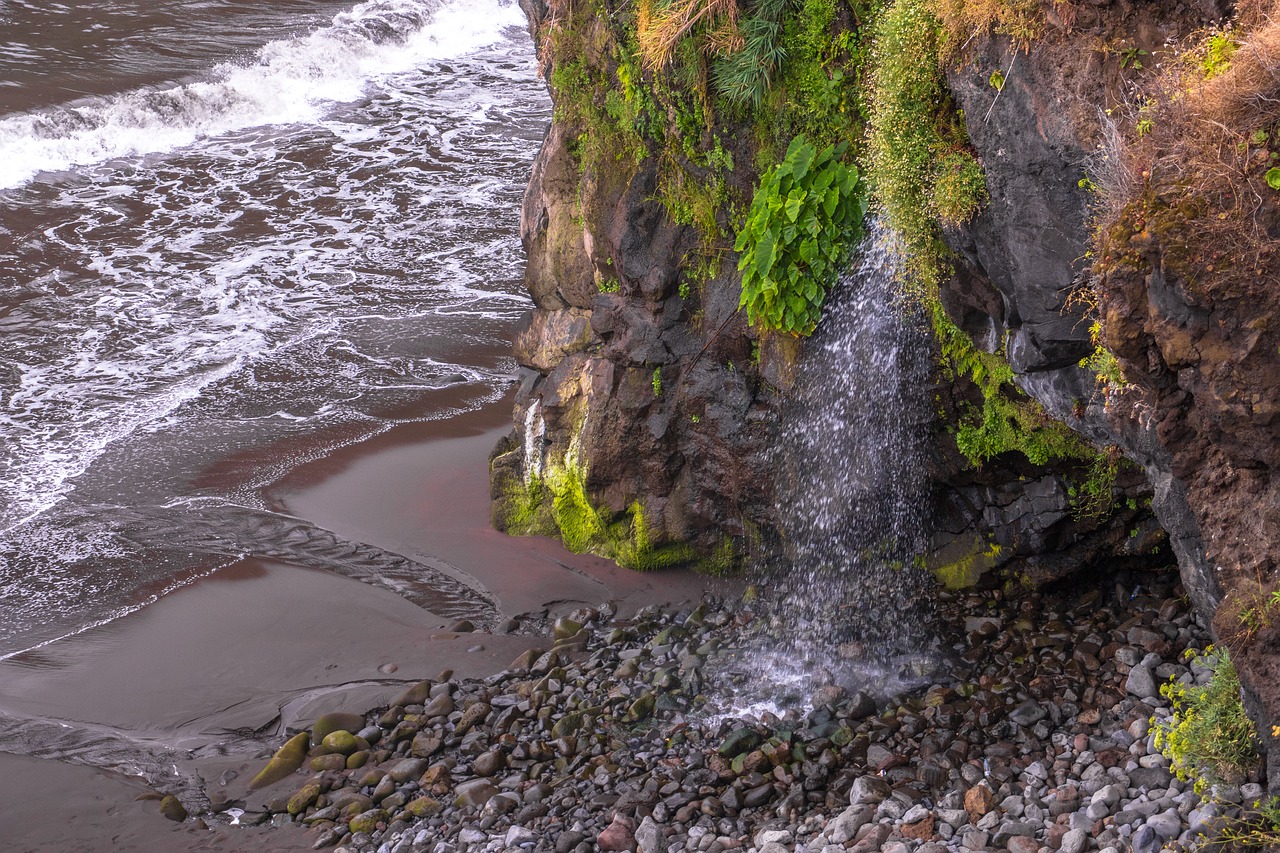 seixal  wood island  mar free photo