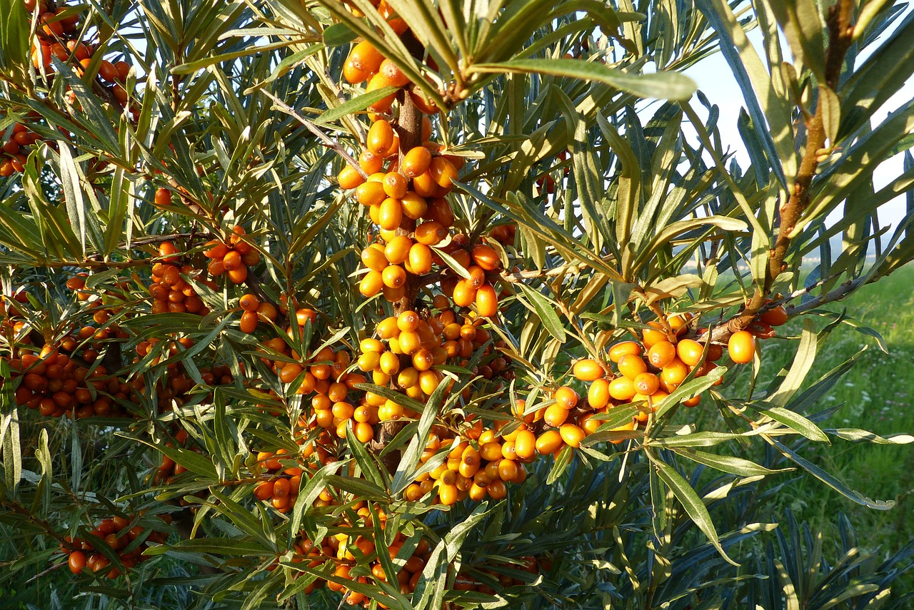 selenium řešetlákový bush fruits free photo