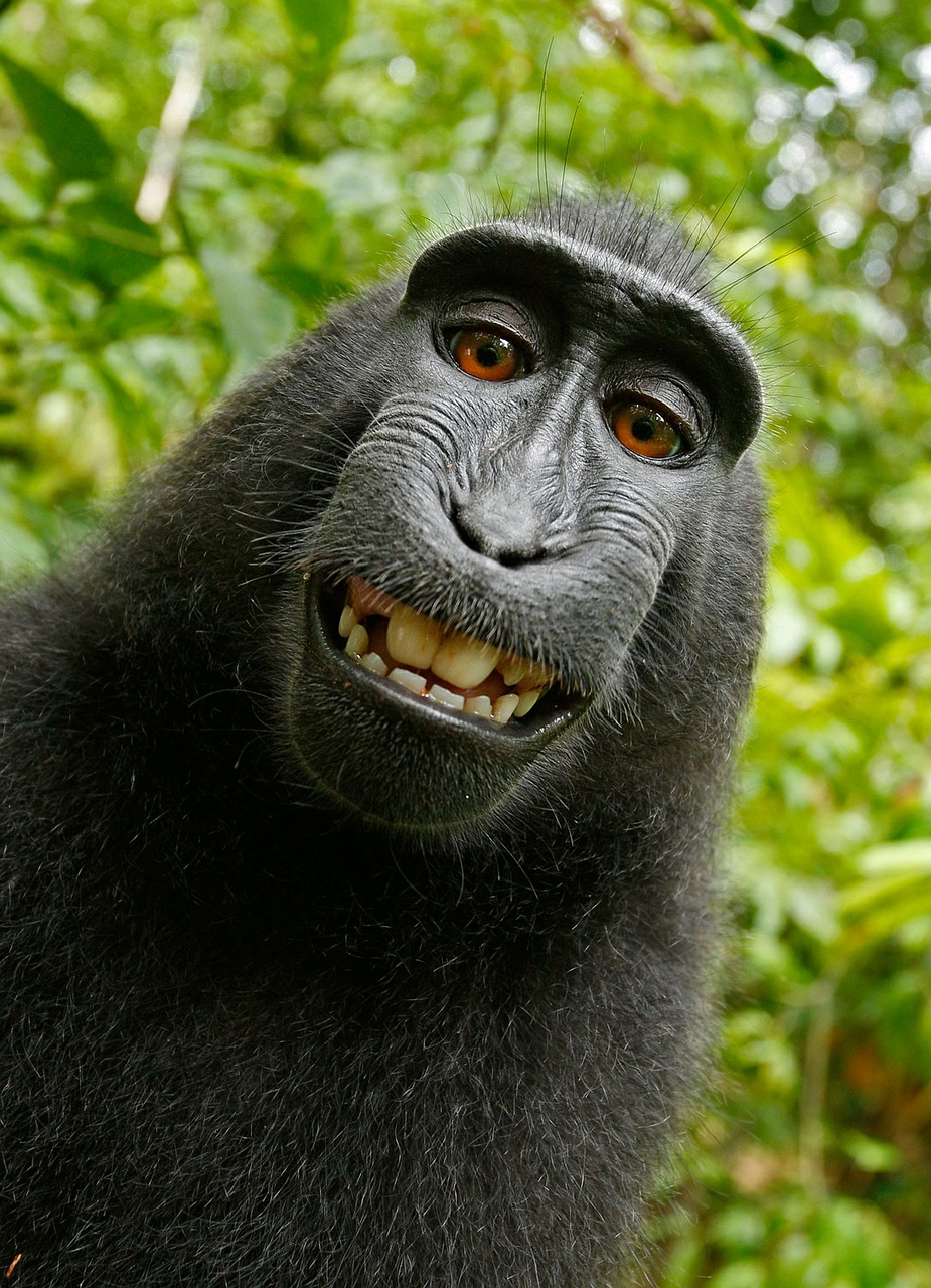 selfie monkey self portrait free photo