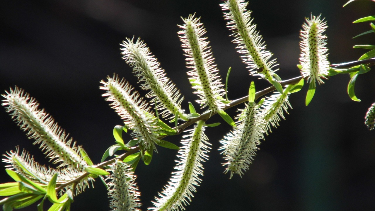 selix alba  shrub  tree free photo