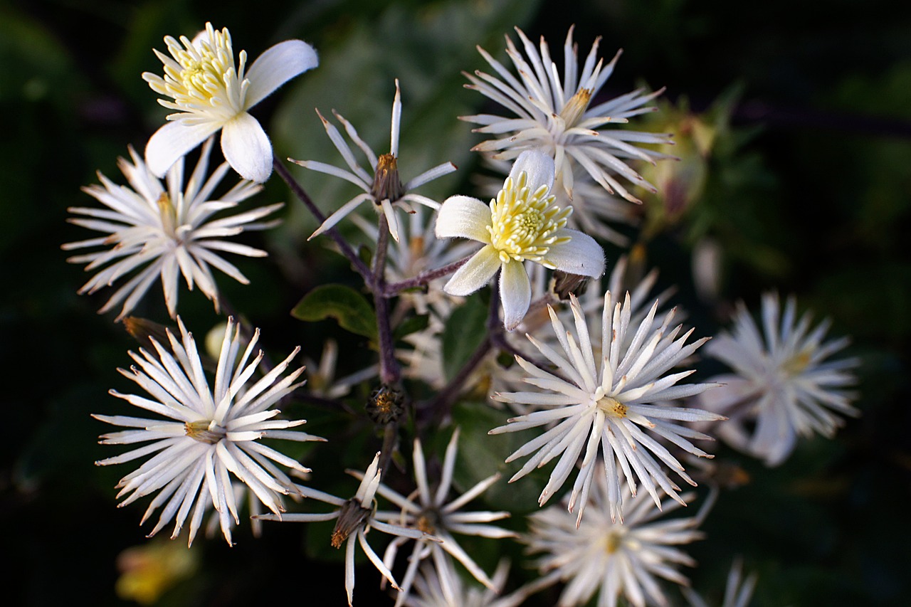 sellerieblättrige clematis apifolia free photo