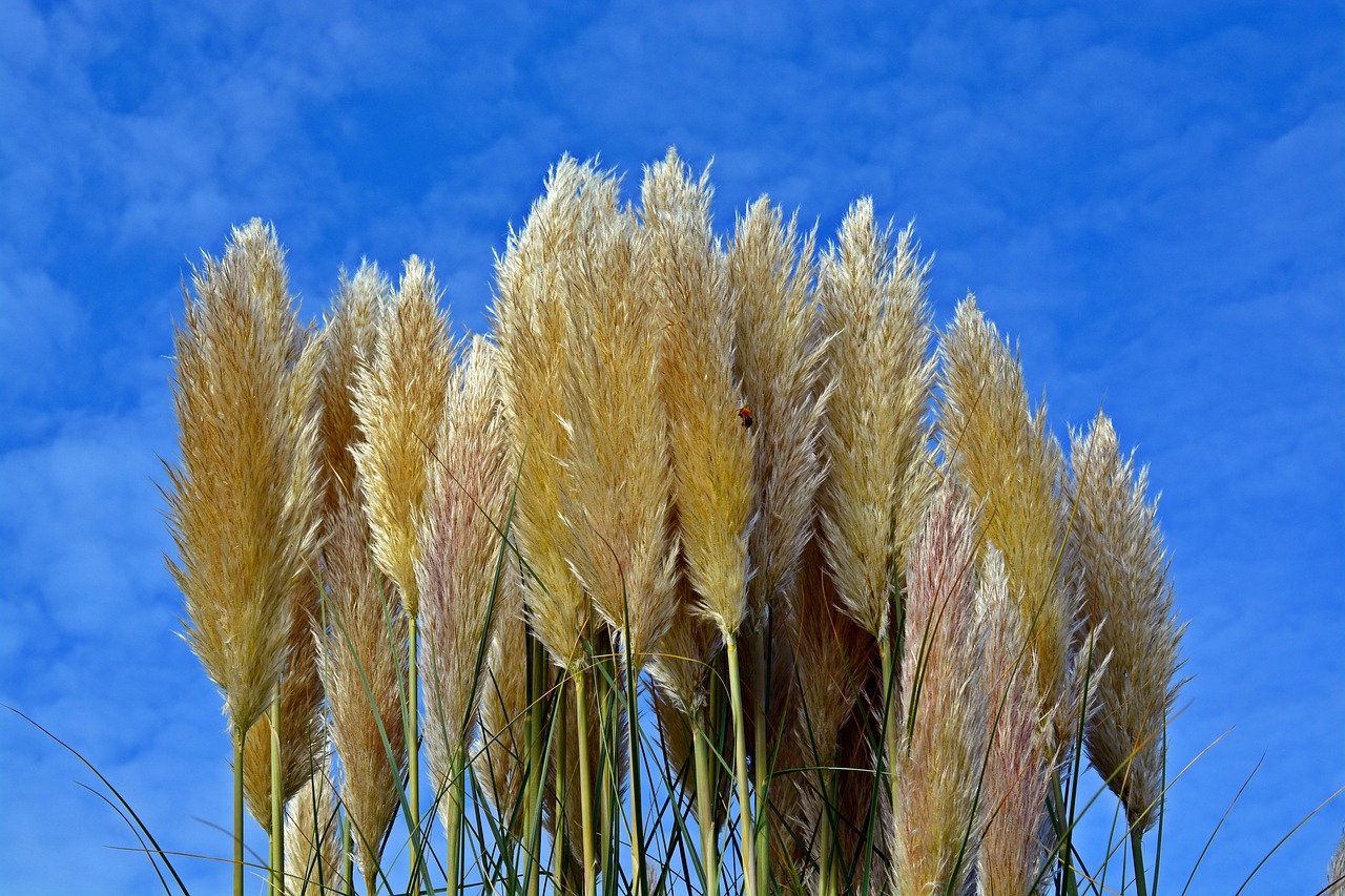 selloana sky grasses free photo