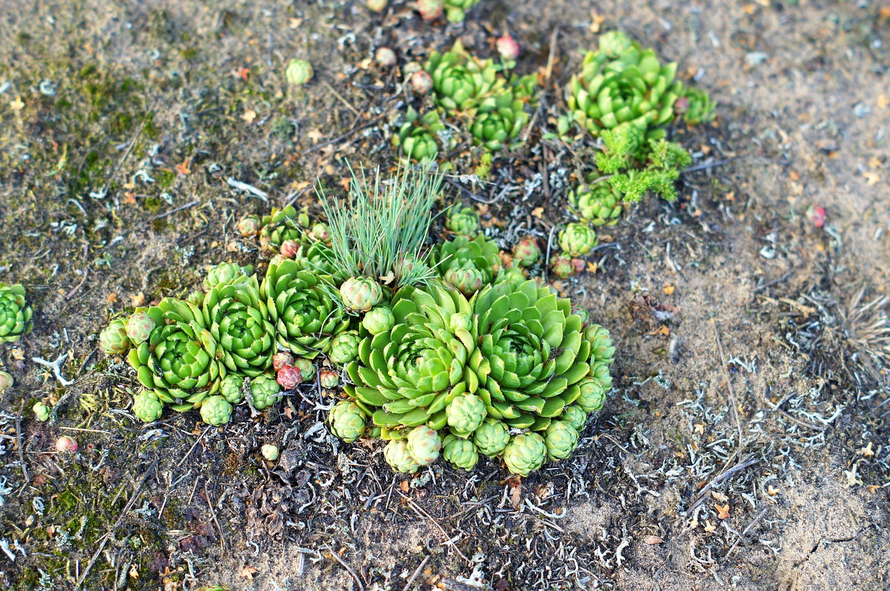 sempervivum  ecology  green free photo