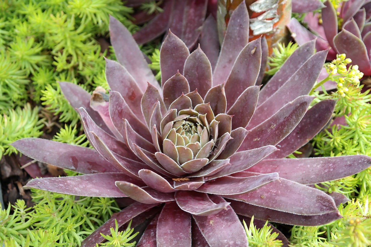 sempervivum plant garden free photo