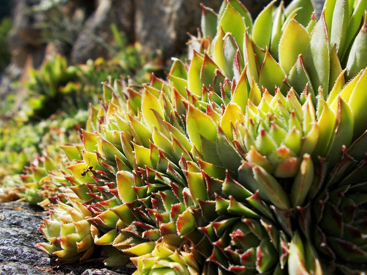 sempervivum tectorum houseleek free photo