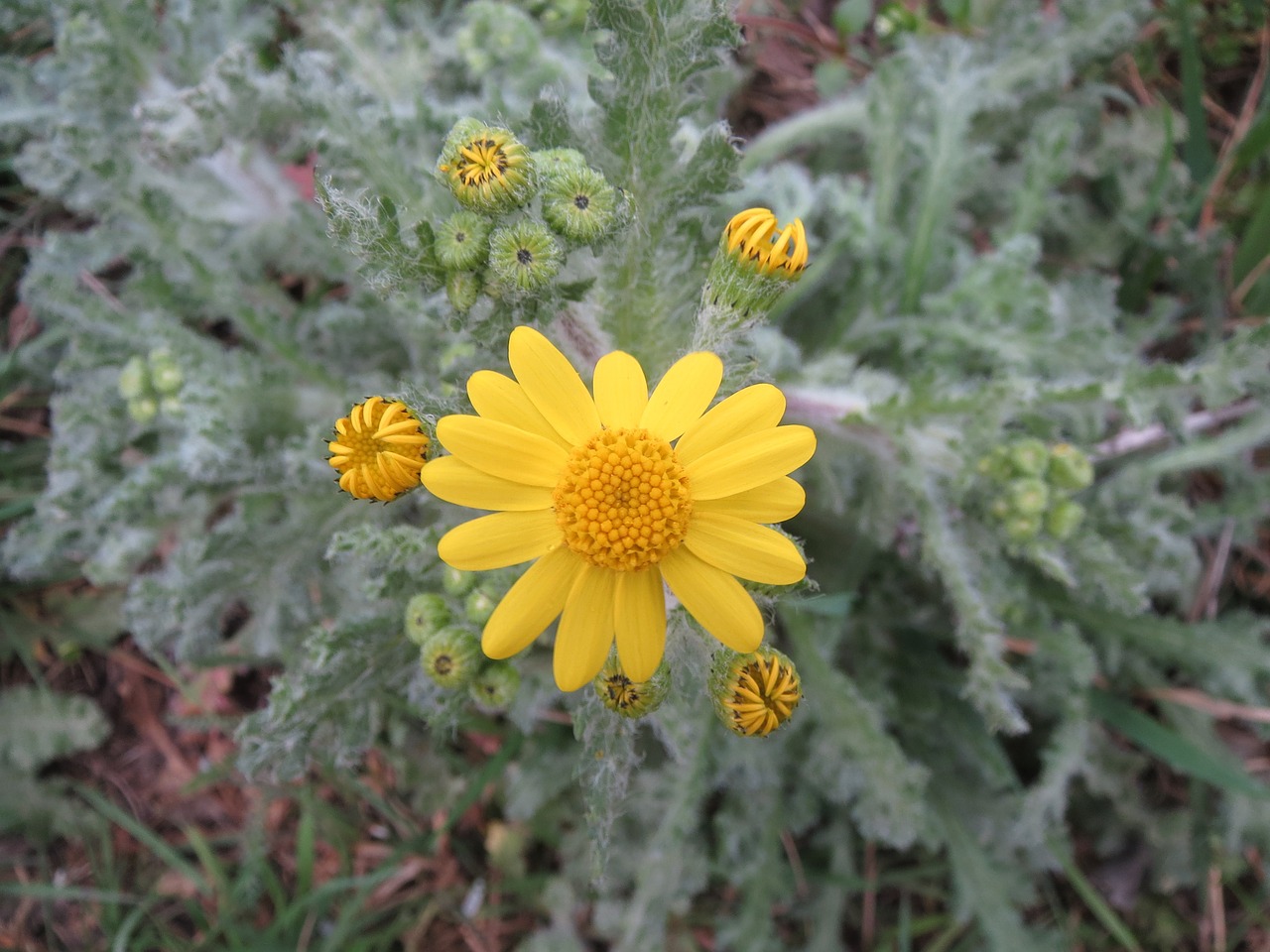 senecio vernalis eastern groundsel wildflower free photo