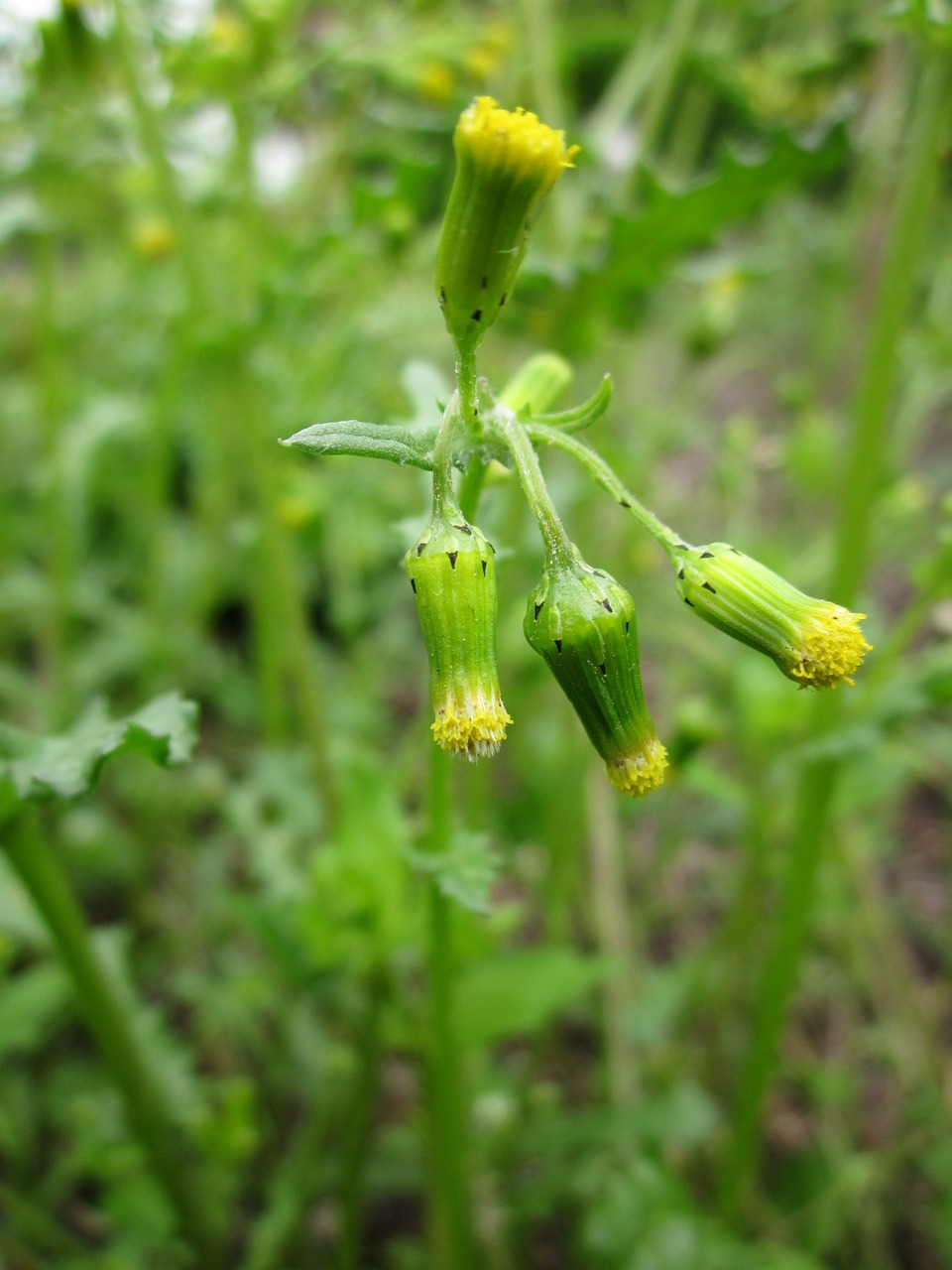 senecioneae wildflower flora free photo