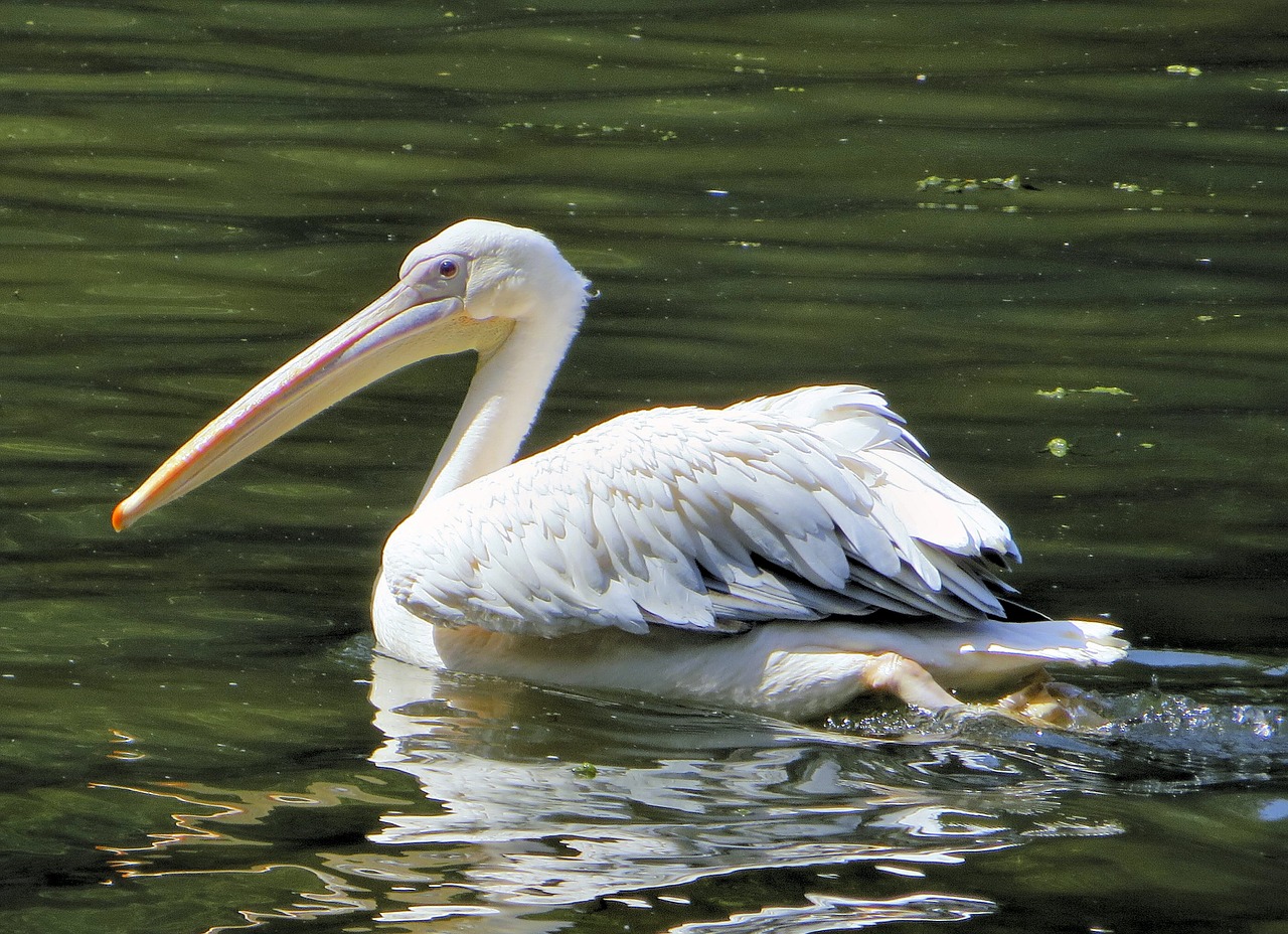 senegal pelican bird free photo