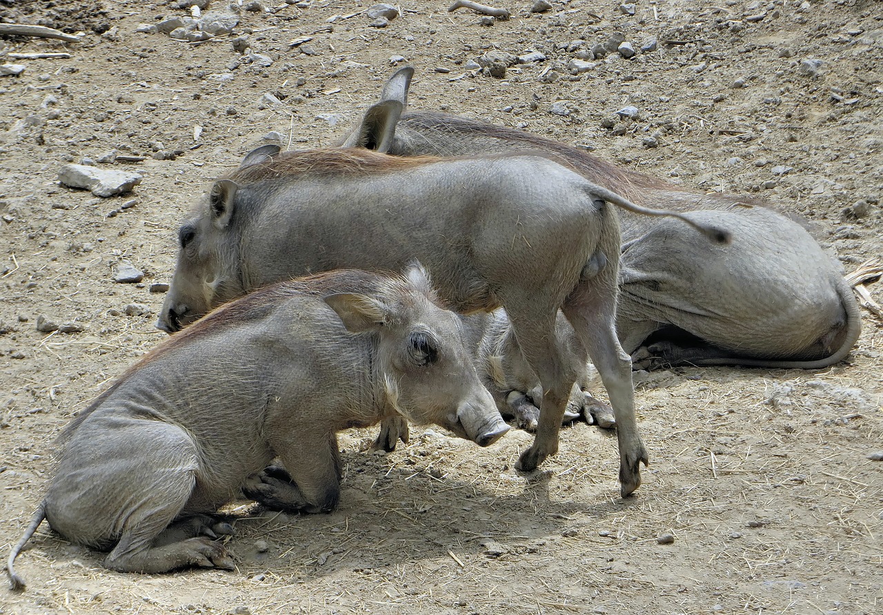 senegal warthogs swine free photo