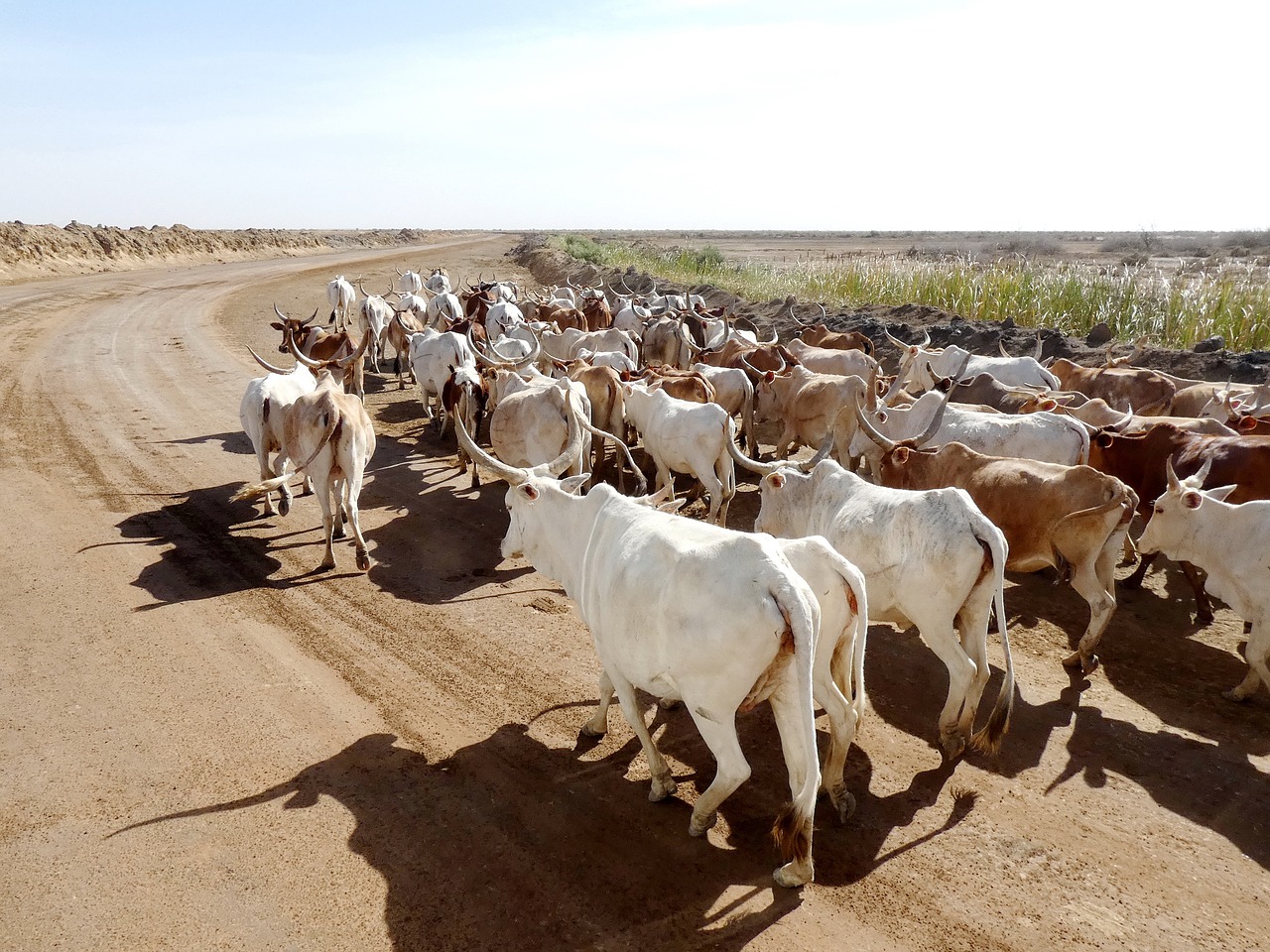 senegal  savannah  zebu free photo