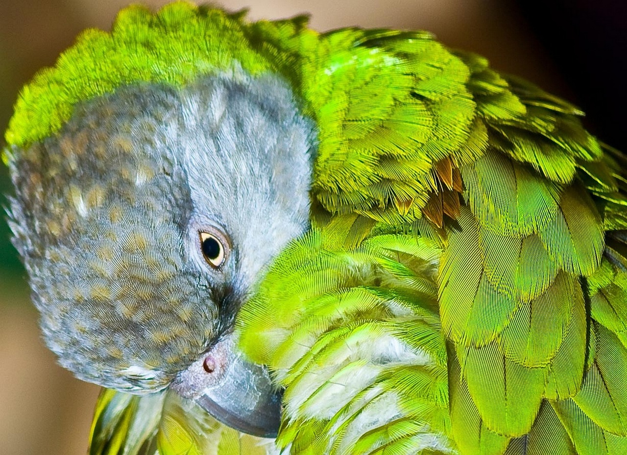 senegal parrot hygiene purification free photo