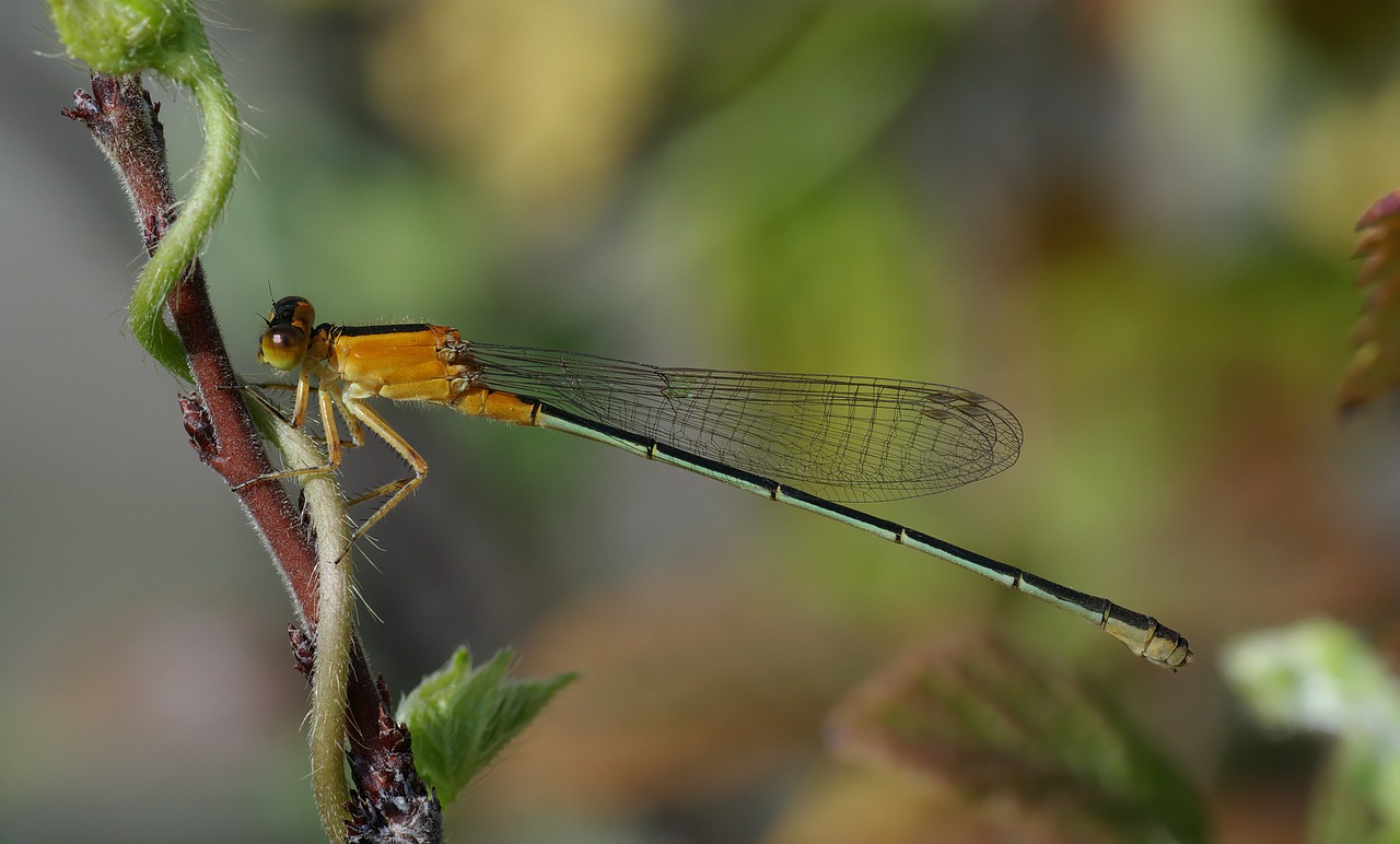senegal pechlibelle dragonfly ischnura senegalensis free photo