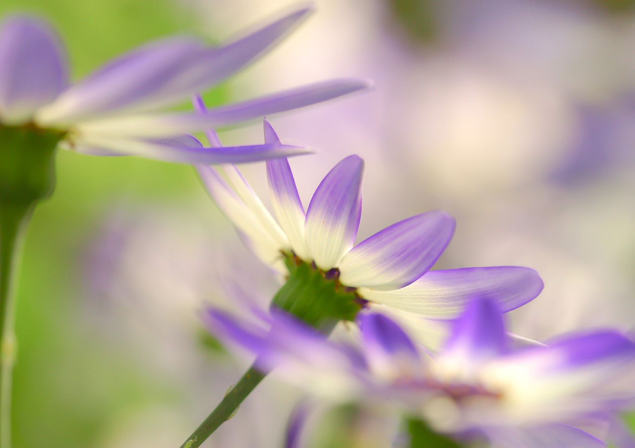 senetti ash flower flowers free photo