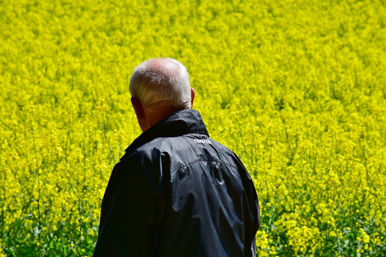 senior  man  oilseed rape free photo