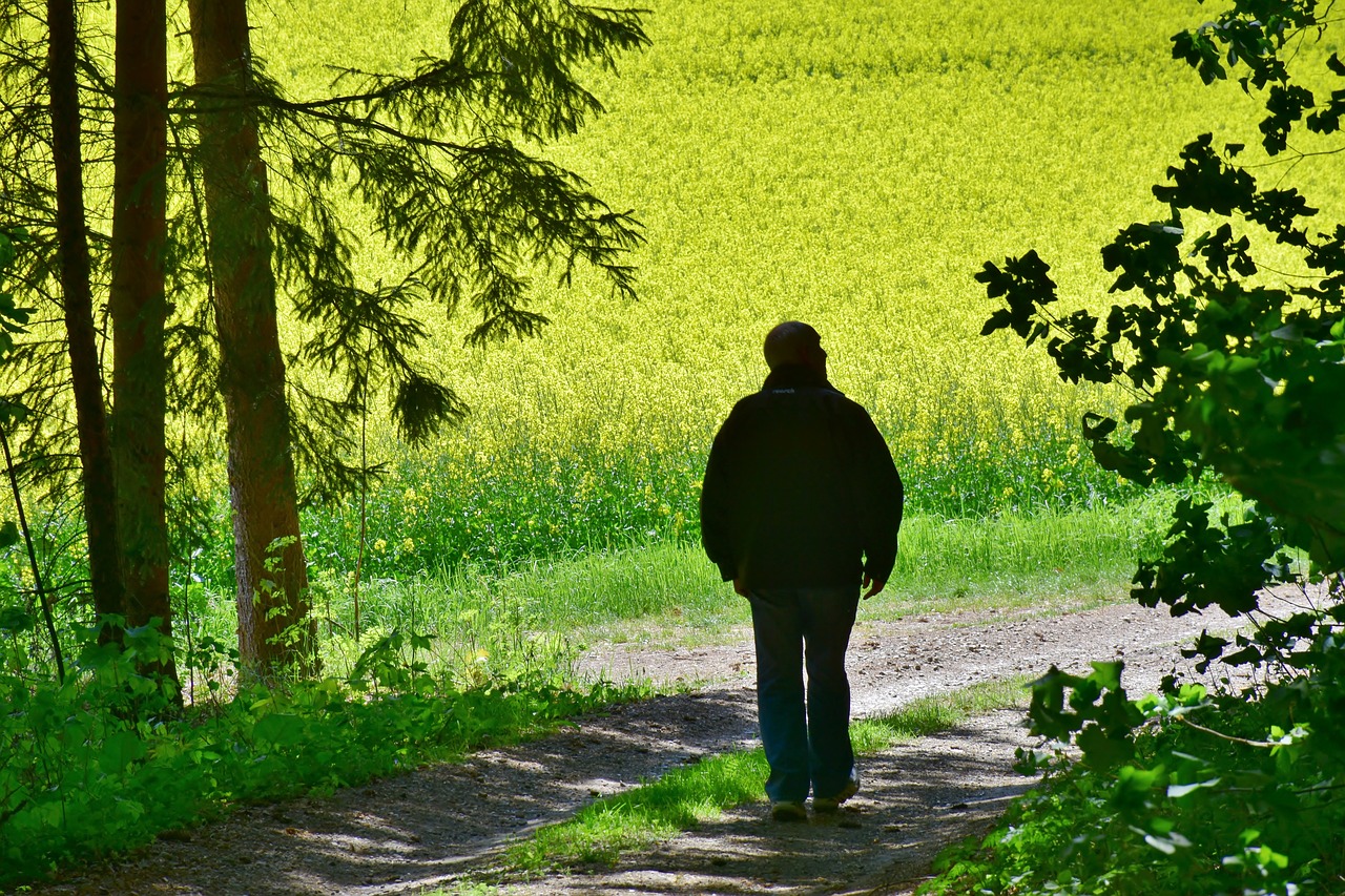 senior  man  oilseed rape free photo