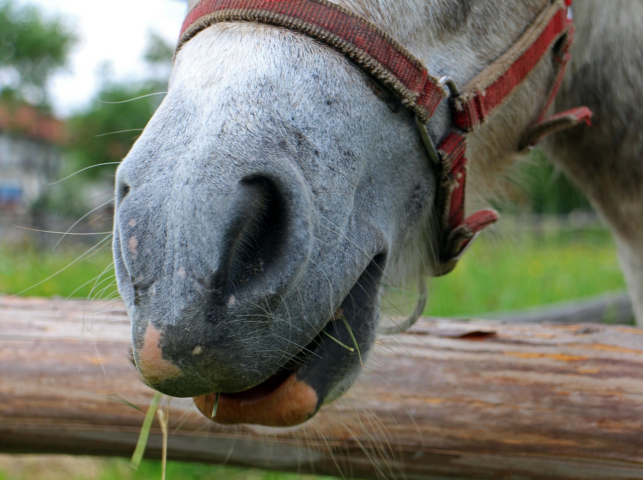 sensory organ sense of touch horse head free photo