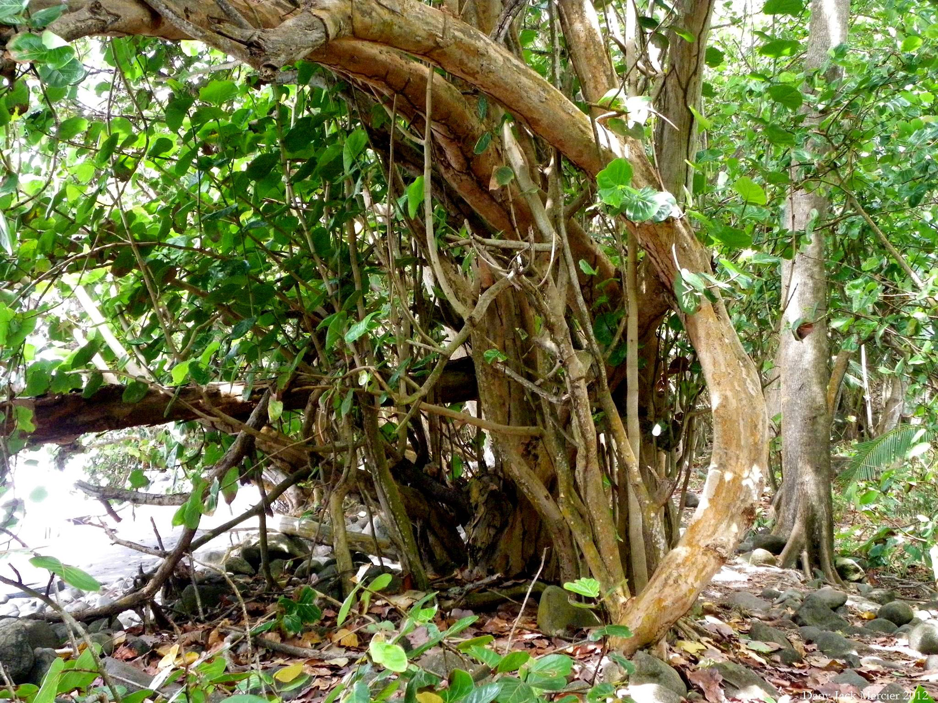 guadeloupe vegetation tree trunk free photo